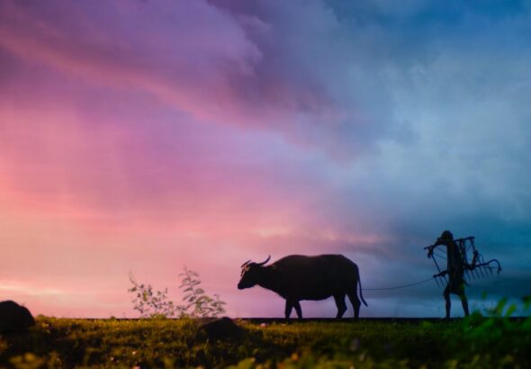 pexels-archie-binamira-708798